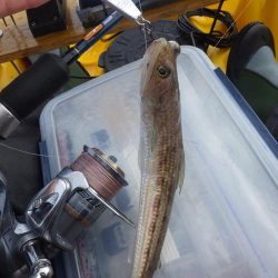 あおりいか一杯だけとは…